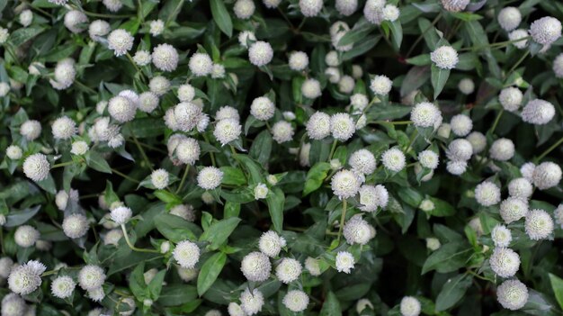 Gomphrena Globosa または Gomphrena ドワーフ シシー ホワイト ブッシュは庭で美しい背景を形成します。