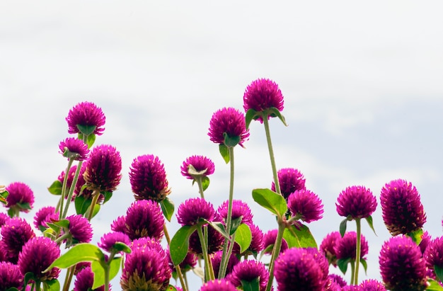 Gomphrena globosa in shallow focus, commonly known as globe amaranth.