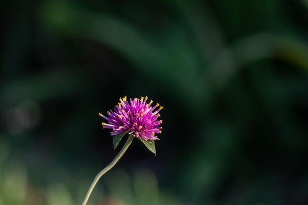 Gomphrena pulchella фейерверк цветок в саду. селективный фокус розовый цветок.