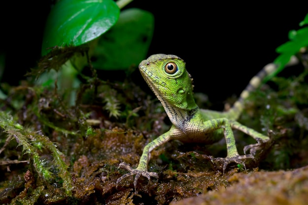 Gonocephalus doriae, вид спереди на крупным планом животного мха