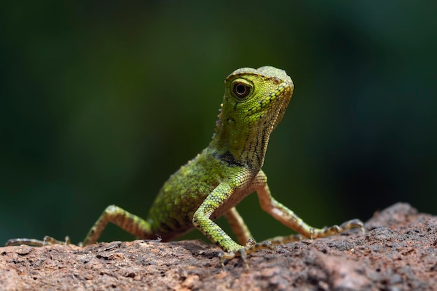 Gonocephalus doriae vooraanzicht op mos