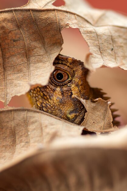 Gonocephalus kuhli on dry leaves