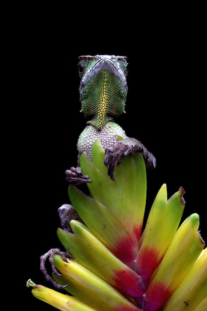 Gonocephalus kuhlii トカゲ クローズ アップ頭孤立した背景に