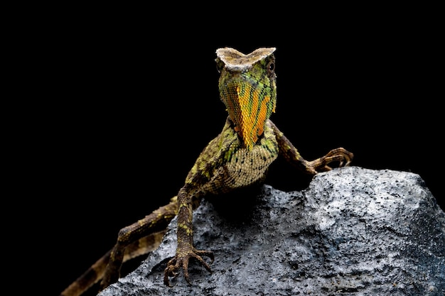 Gonocephalus kuhlii lizard closeup on stone