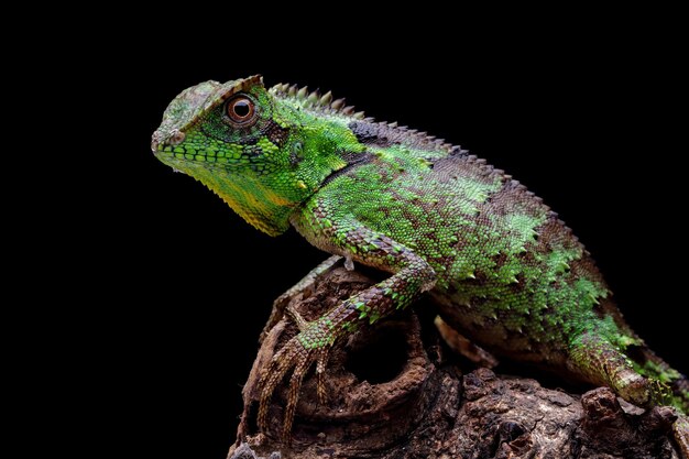 Gonocephalus kuhlii lizard closeup on wood