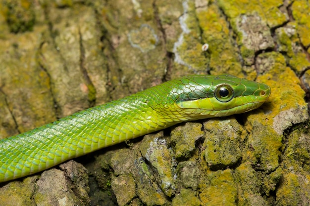 Gonyosoma oxycephalum  the arboreal ratsnake  the red-tailed green ratsnake  and the red-tailed race