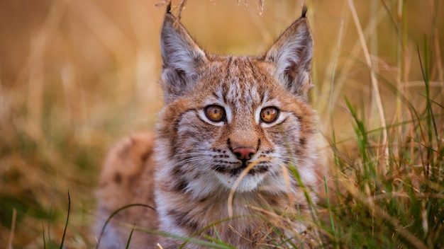 Foto un buon compagno per l'umanità gatto