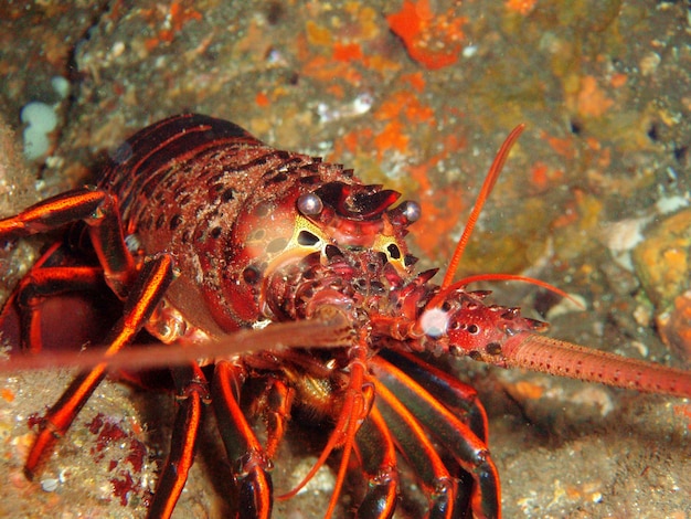 Foto una buona vista e lunghe antenne sensibili aiutano l'aragosta spinosa della california, che si trova nel santuario marino nazionale delle isole del canale, a tenere d'occhio i predatori.