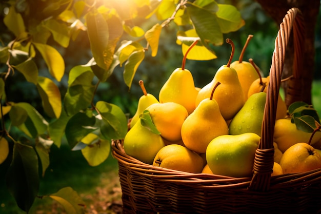 A good harvest of pears Growing pears Farm and field Harvested agricultural crops