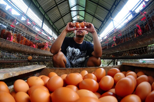 Good sorting of eggs for consumption