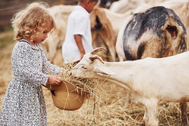 good sunny weather cute little african american boy with european girl is on the farm with goats