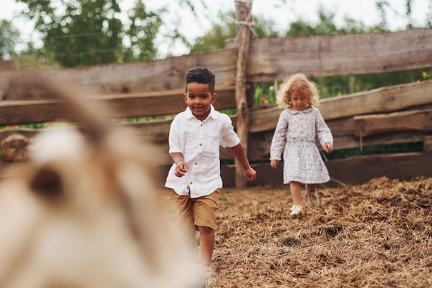 Good sunny weather Cute little african american boy with european girl is on the farm with goats