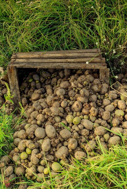 Foto gooide aardappelen in een doos als groenten achtergrond