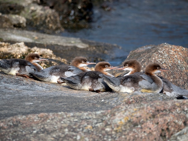 Goosander (mergus zaagbek) kuikens warmen op op rotsen bij een rivier op een zonnige zomerdag