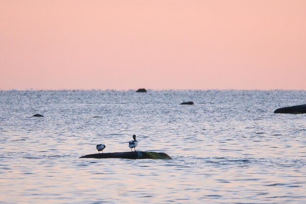 パステル色の日没時にバルト海に横たわっている石の上に座っているグースアンダー