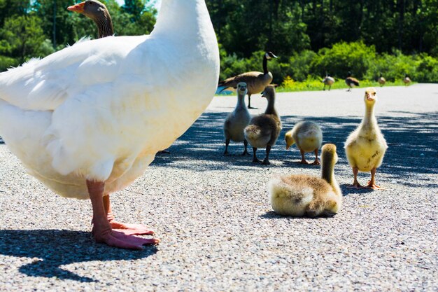 写真 農場でガチョウとガチョウ