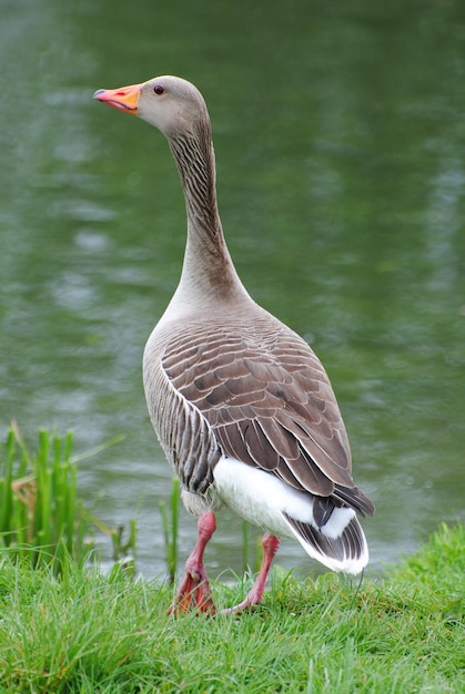 Goose on by the river