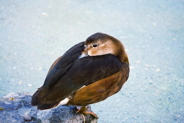 写真 湖の中のガチョウ