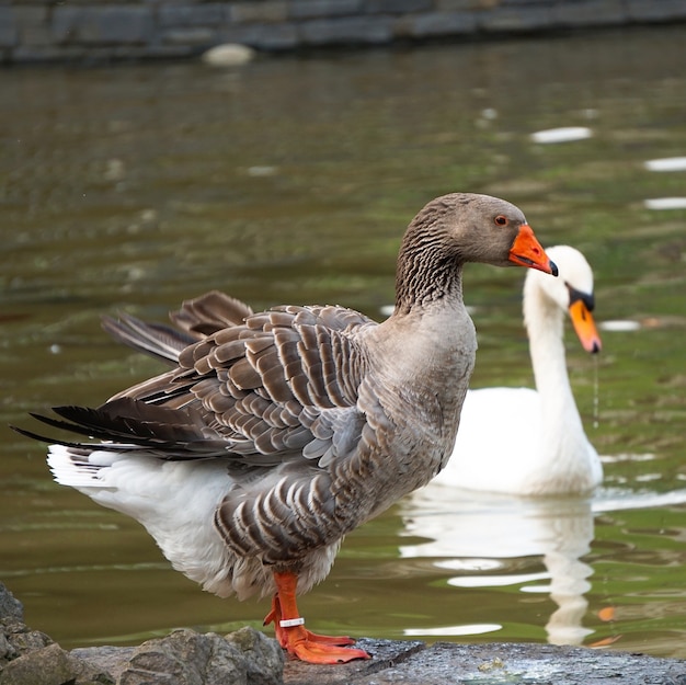 the goose duck in the lake in the park