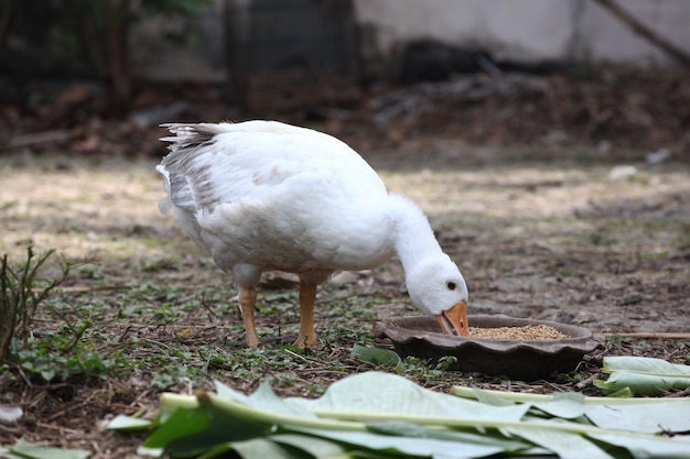 Goose eatting food in garden