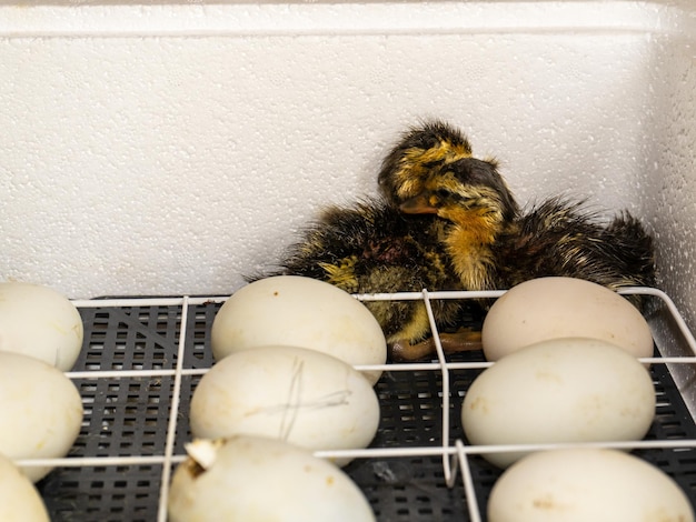 Foto uova di oca in incubatrice incubazione di uova di oca processo di schiusa da uova d'oca in incubatore