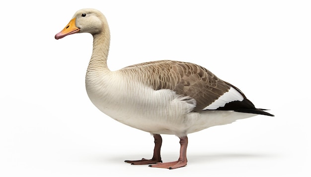 Photo goose elevation front view isolated on white