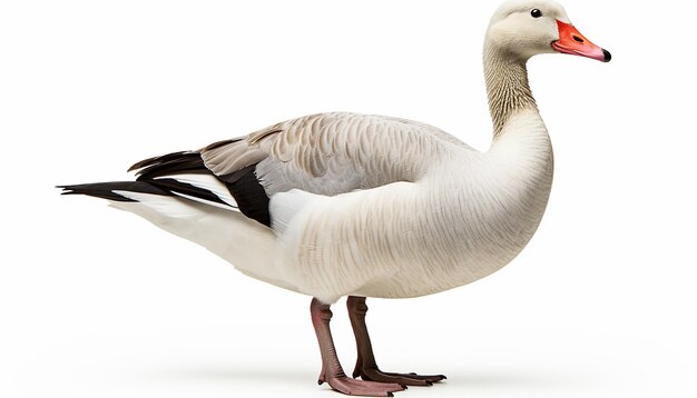 Photo goose elevation front view isolated