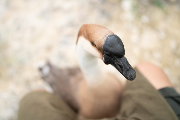 ガチョウの飼育、自然農場に住む動物、白いガチョウの鳥または羽のある大きなアヒル