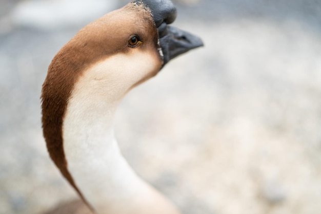 Goose farming, animal living in nature farm, white goose bird or big duck with feather