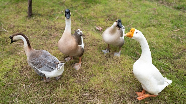 Goose farming, animal living in nature farm, white goose bird or big duck with feather