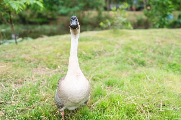 Goose farming, animal living in nature farm, white goose bird or big duck with feather