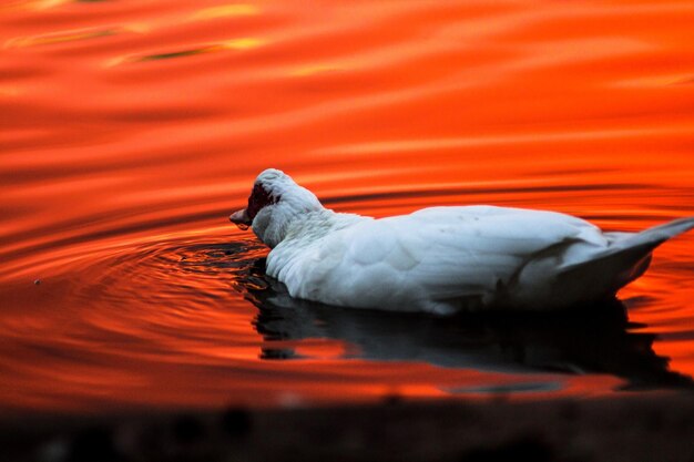 Photo goose in the fire