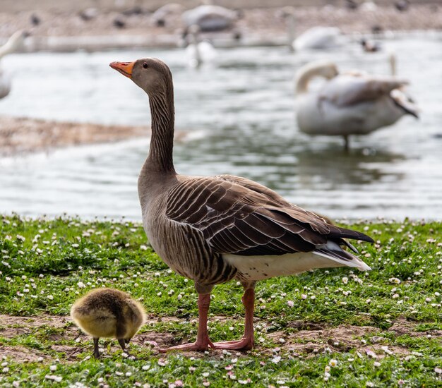 Foto un'oca e un gansino vicino a un lago