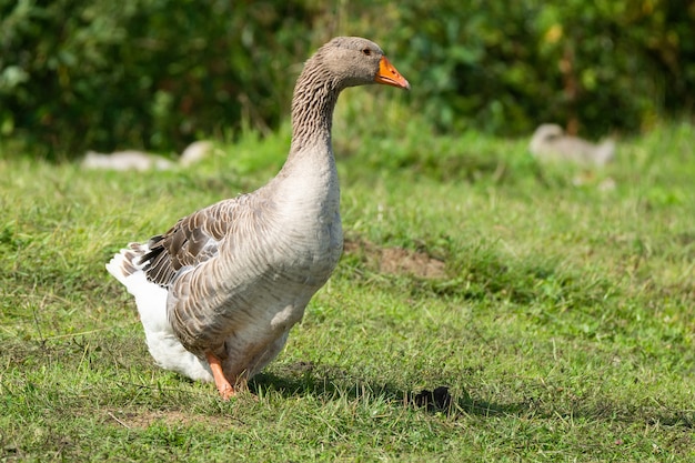 Goose on grass