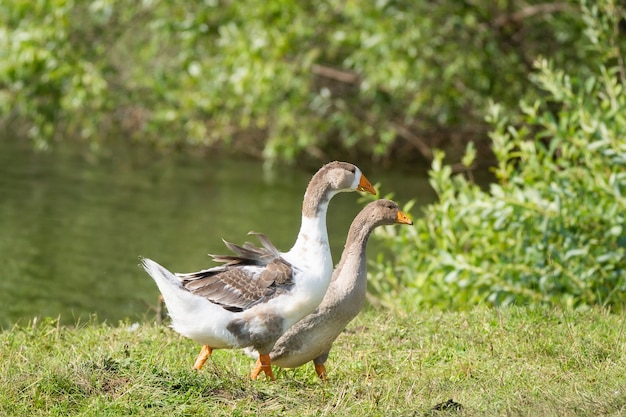 Goose on grass