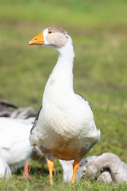 Goose on grass