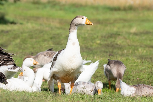 Goose on grass