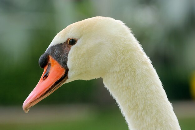 goose head close-up