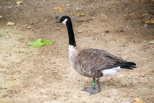 Photo a goose is standing on the ground with a green foot