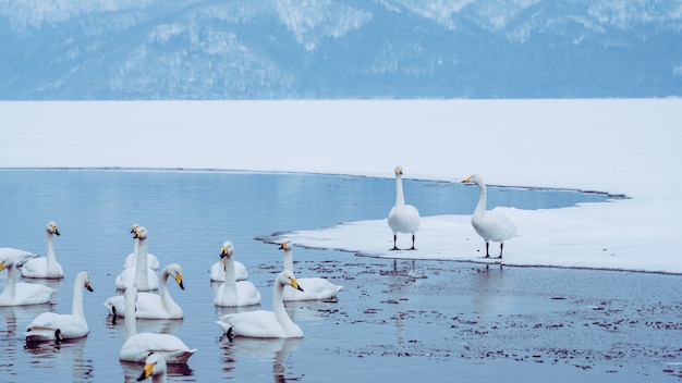 Goose Lake View In Winter