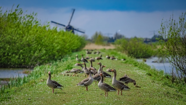 Goose Lake View With Wind Turbine 