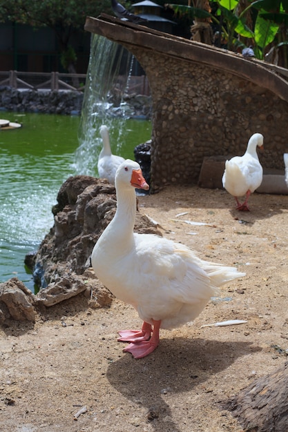 マルガリータ公園、トラパニ海岸のガチョウ