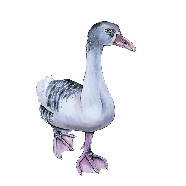 Goose, Marker illustration, Hand draw, Raster, Isolated on white