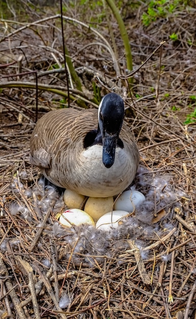 Oca su un nido con uova su un'isola tra gli alberi