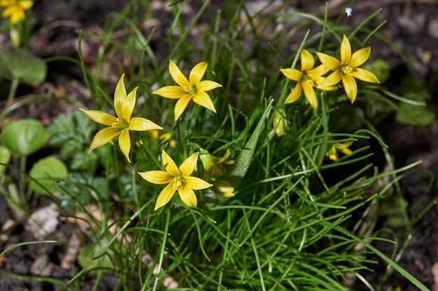 Goose onions blooming on the ground