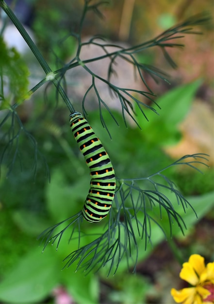 Foto un'oca sulla pianta