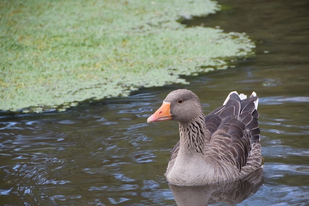 goose in the pond