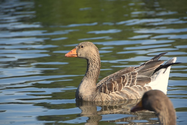 Photo goose in the pond