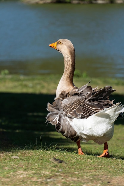 Goose on the shores of lake comary sunny day with a lot of wind\
in the region there are many animals like this in the midst of\
nature mountain region of rio de janeiro brazil