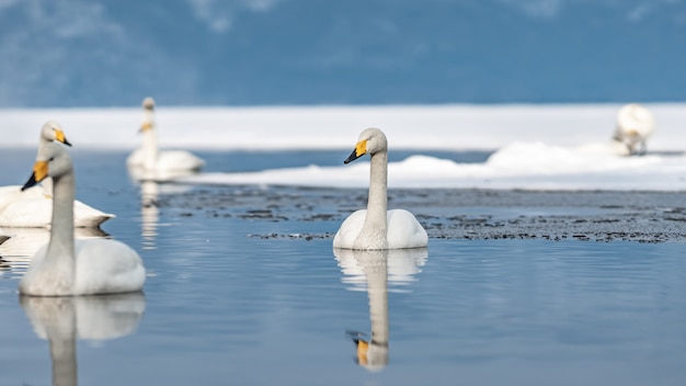 Отражение гуся в снежном озере